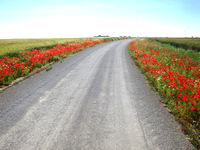 Poppy lined road to Baena, Andalucia, Spain.